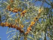 �������� - ���������� ������� �����!