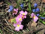 ���� ����: 21 �����, 2007