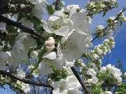 ���� ������: 11 ���, 2007 �.