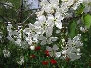 ���� ������: 9 ���, 2007 �.