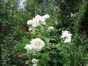 ���� ������ 6 ����, 2008 �.