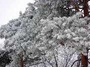 ��������, ���� 2008