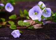 �������� � ����� ������� ��� � �������� ������������ �������� �������� (Veronica) �� ��������� ������������. ������ �����, �������, �����, �������. ������ � ���-����.
�������������� � ������� ����.