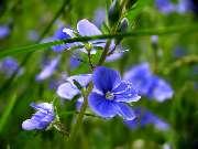 �� ����������� ����� ���������� ��������: ��������� - 5-10��. �������, ������ ����-����������.; ������� - �� 50�� �������, ������ ����-�������.; ������������ - ������� 30-45��., ������ ������-�������.