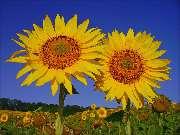 ����� �������! ���� ������ ������... 
�� ������, ����, ����� ������ �� ��������! 
���������... ��� � ���� ��� ������ ����! 
����� ����� ,������, ��� ������� ��������!